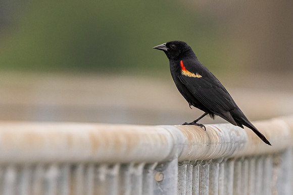 Red-winged Blackbird