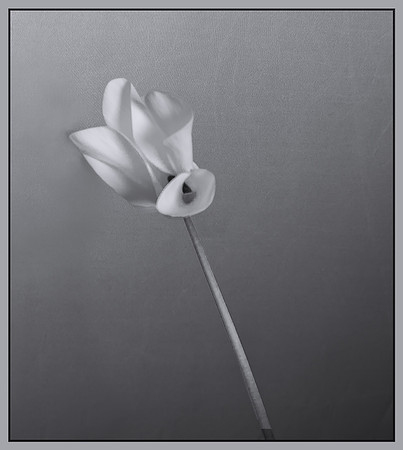 Shades of Gray