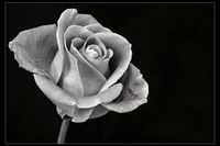 Elegance in Contrast
