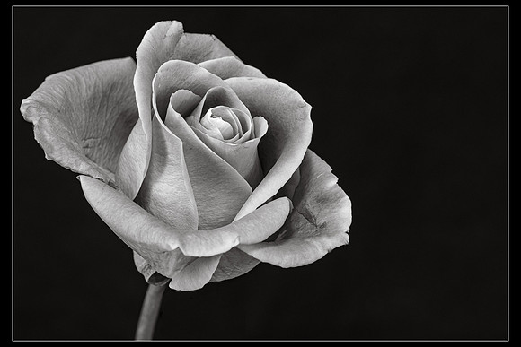 Elegance in Contrast
