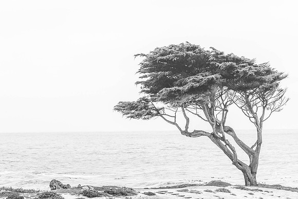Whispering Waves and a Lone Cypress