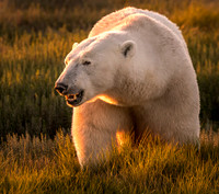 Polar Bear at Sunset