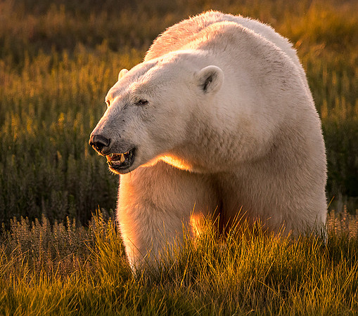 Polar Bear at Sunset