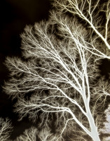 Lungs of the World