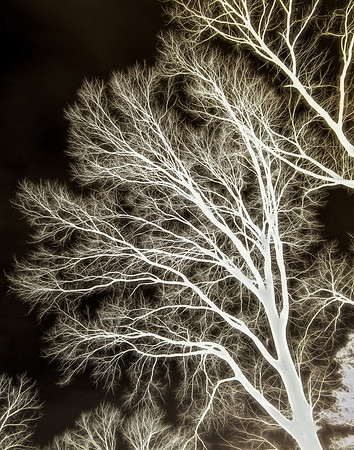 Lungs of the World
