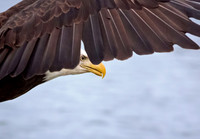 Wing Peek