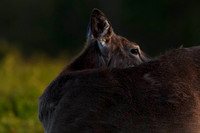 Big Meadows Deer at Sunset