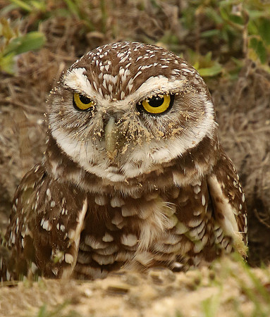 Burrowing Owl Sandy Face