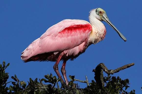 Roseate Spoonbill