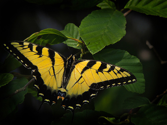 Tiger Butterfly at Rest
