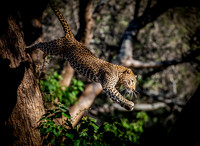 Leap of Faith