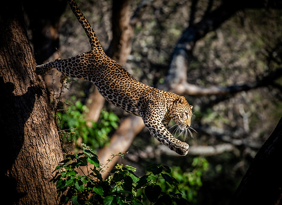 Leap of Faith