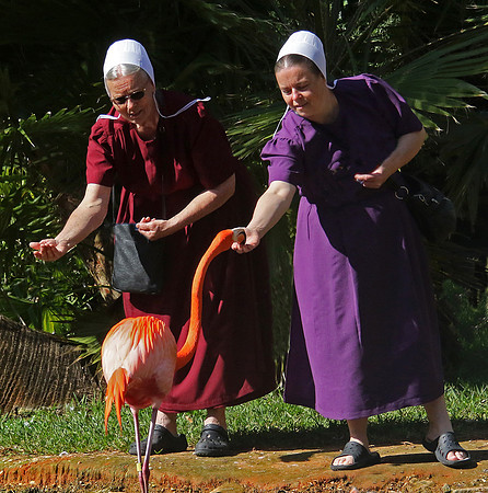 Feeding the Flamingo