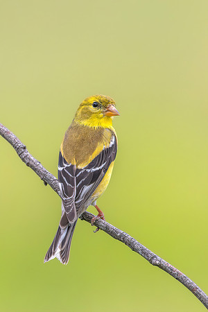Flaxen Feathered Finch