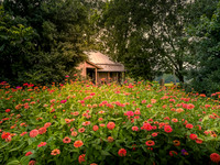 Cabin in the Flowers