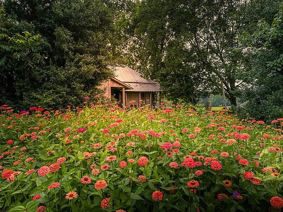 Cabin in the Flowers