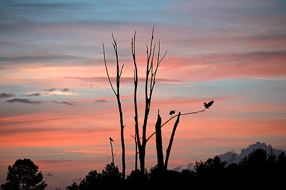 Sunset Roost