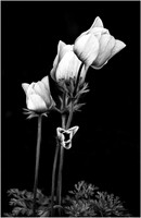 Delicate