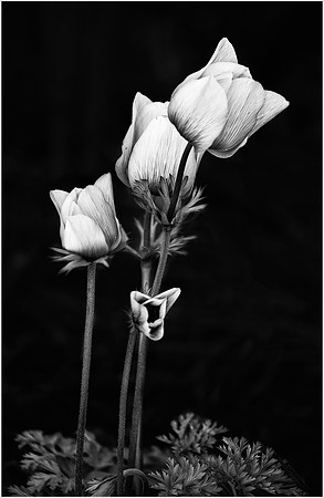 Delicate