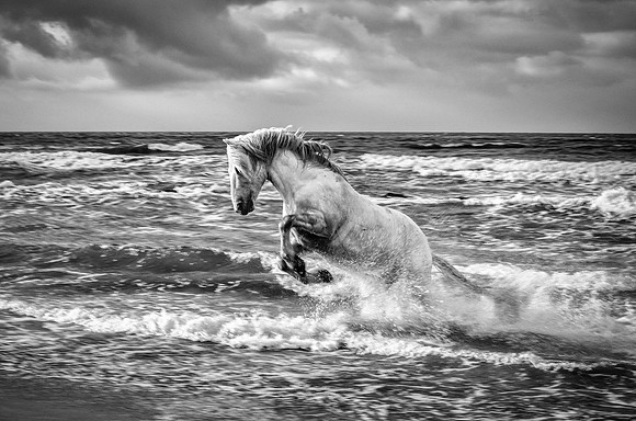 Born Of The Surf
