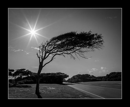 Windswept