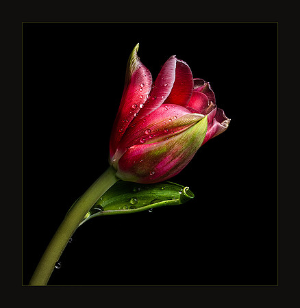 Nature's Flourish