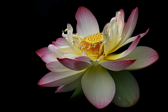 Lotus