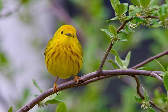 Yellow Warbler Staredown