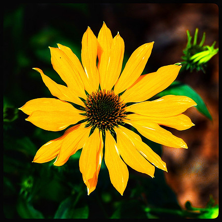 Mexican Sunflower
