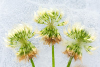 Clovers in Ice