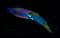 Color Changing Squid