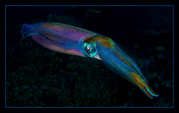 Color Changing Squid