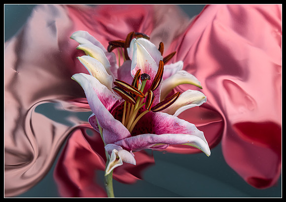 Trumpet Lily