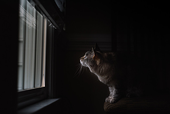 Mar-cat-place