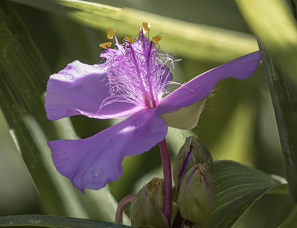 Wildflower
