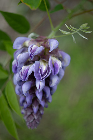 Wisteria