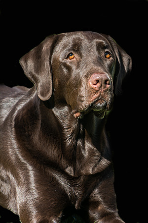 Abby The Labby