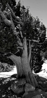 Juniper, Yosemite NP