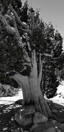 Juniper, Yosemite NP