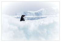 Lonesome Penguin