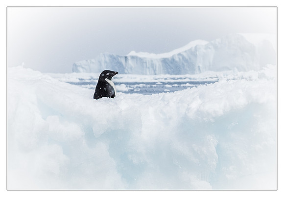 Lonesome Penguin