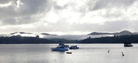 Morning in the Bay of Islands