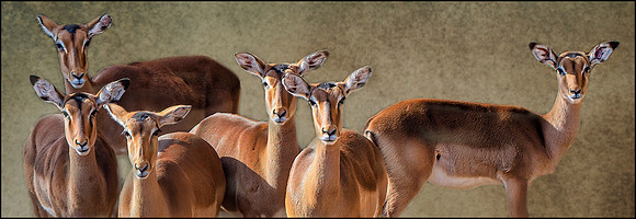 Family Portrait