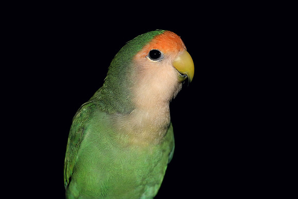 Portrait Of A Peach