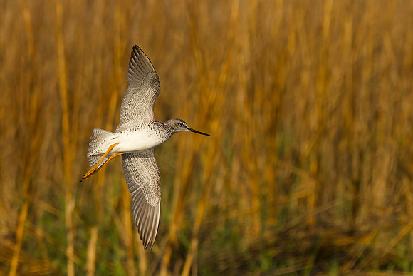 Greater Yellow legs