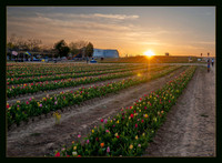 Golden Tulip Field