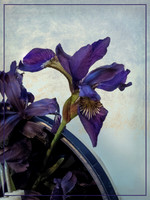 Iris