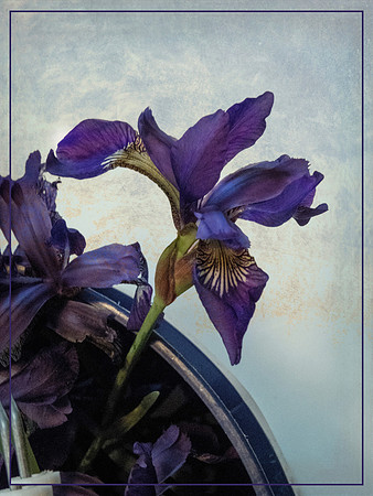 Iris