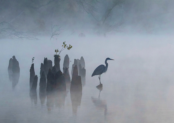 Misty Morning