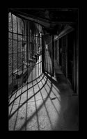 Follow the Light